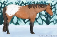 Horse Color:Bay Appaloosa 