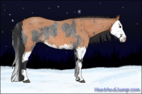 Horse Color:Blue Roan Sabino Splash  and Bay Roan Sabino Splash 