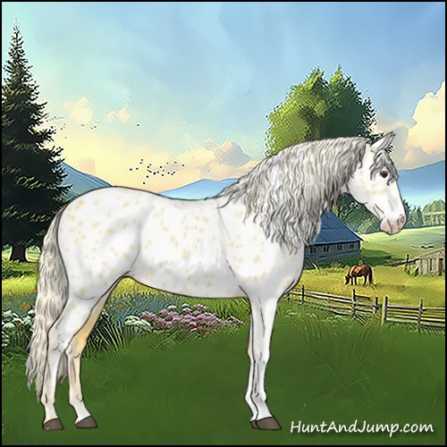 Horse Color:Palomino Appaloosa