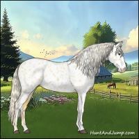 Horse Color:Palomino Near Leopard 