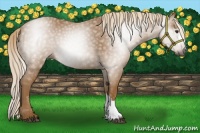 Horse Color:Gray Palomino