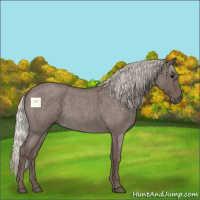 Horse Color:Silver Blue Roan 
