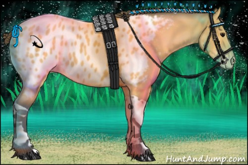 Horse Color:Buckskin Tobiano Appaloosa 