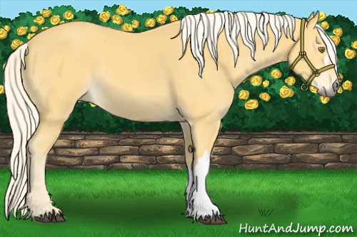 Horse Color:Palomino 