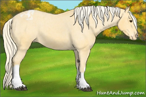 Horse Color:Palomino Appaloosa