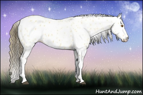 Horse Color:Buckskin Appaloosa