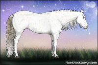 Horse Color:Buckskin Appaloosa 