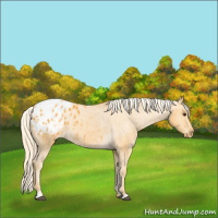 Horse Color:Palomino Appaloosa 