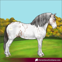 Horse Color:White Spotted Bay Appaloosa 