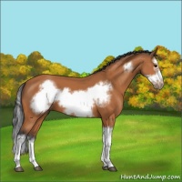Horse Color:Bay Splash Frame