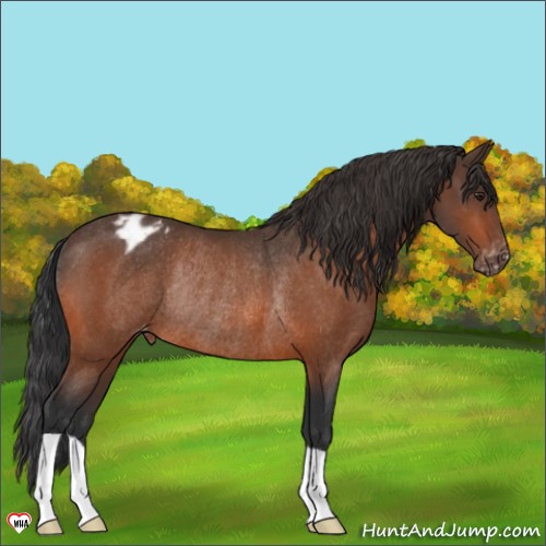 Horse Color:Brown Appaloosa Rabicano 