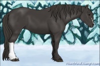 Horse Color:Smoky Black 