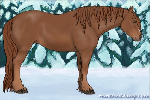Horse Color:Chestnut 