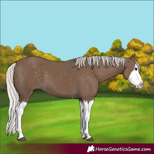 Horse Color:Silver Black Splash