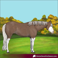 Horse Color:Silver Black Splash 