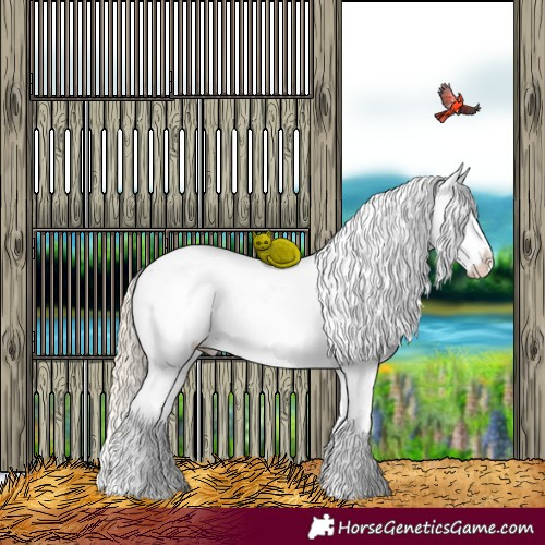 Horse Color:Chocolate Palomino Appaloosa 