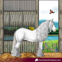 Horse Color:Chocolate Palomino Appaloosa 