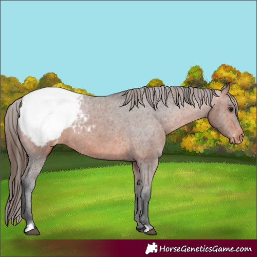 Horse Color:Bay Snowcap