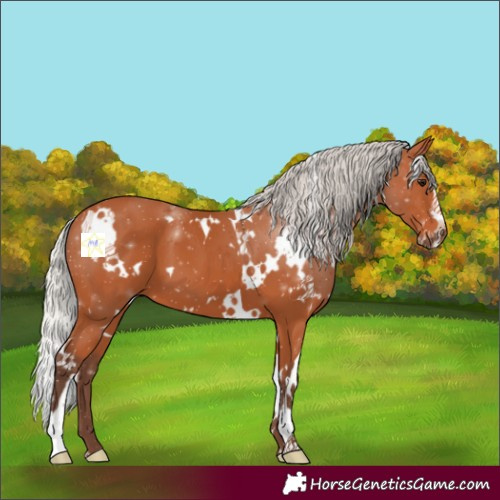 Horse Color:White Spotted Silver Bay Sabino 