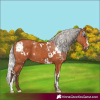 Horse Color:White Spotted Silver Bay Sabino 