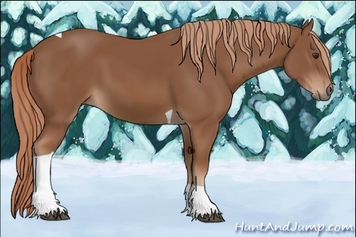 Horse Color:Chestnut Tobiano