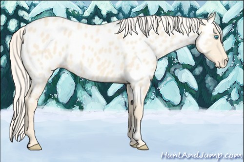 Horse Color:Cremello Appaloosa 
