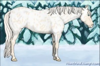 Horse Color:Cremello Appaloosa 