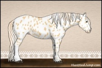 Horse Color:Palomino Appaloosa 