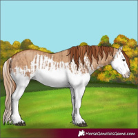 Horse Color:Red Dun Splash and Red Dun Splash