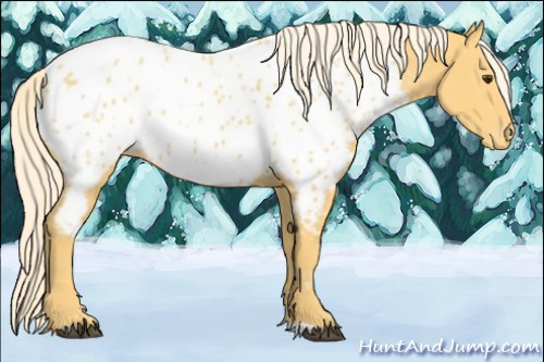Horse Color:Palomino Appaloosa