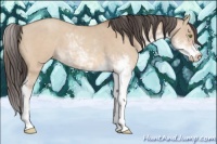 Horse Color:Amber Champagne Dun Sabino 