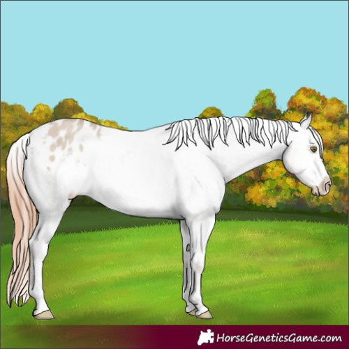 Horse Color:Classic Champagne Roan Dun Varnish 