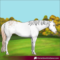 Horse Color:Classic Champagne Roan Dun Varnish 