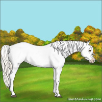 Horse Color:Palomino Appaloosa 