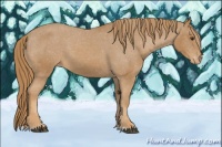 Horse Color:Chestnut Appaloosa 