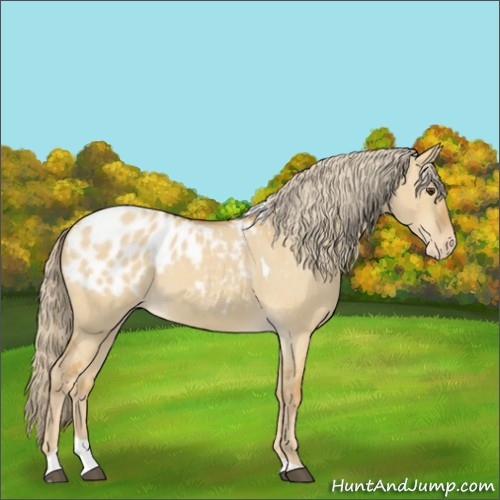 Horse Color:Palomino Dun Tobiano Blanket