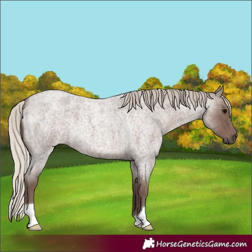 Horse Color:Silver Blue Roan
