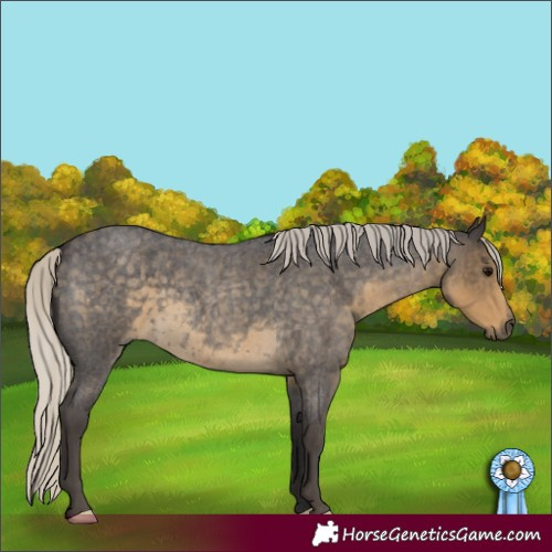 Horse Color:Silver Smoky Blue Roan 