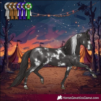 Horse Color:White Spotted Smoky Black