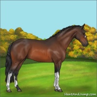 Horse Color:Bay 