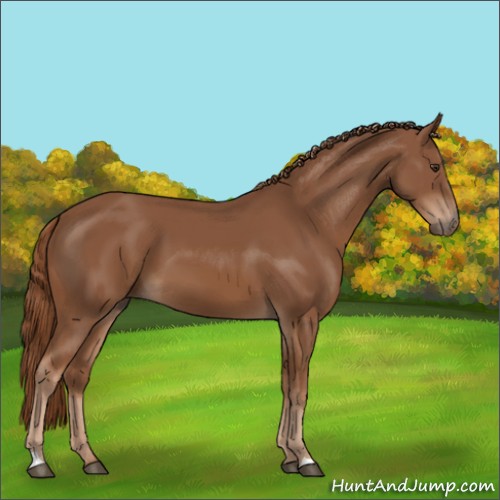 Horse Color:Chestnut 