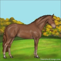 Horse Color:Chestnut 