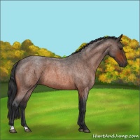 Horse Color:Bay Roan 