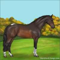 Horse Color:Buckskin Tobiano
