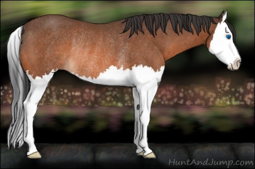 Horse Color:Bay Splash Rabicano