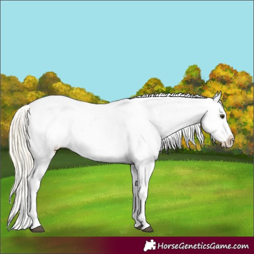 Horse Color:Palomino Appaloosa 