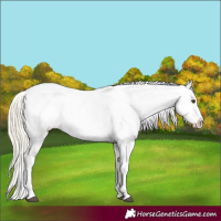 Horse Color:Palomino Appaloosa 