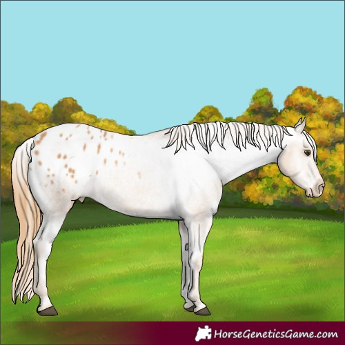 Horse Color:Chestnut Appaloosa 