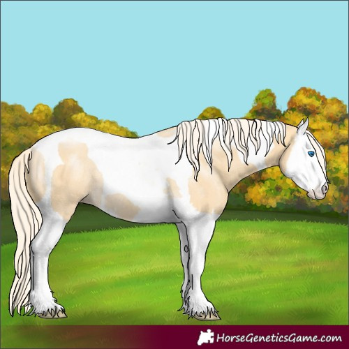 Horse Color:Gold Cream Champagne Splash Tobiano Rabicano 