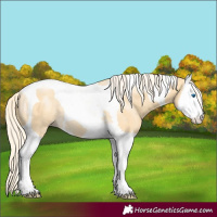 Horse Color:Gold Cream Champagne Splash Tobiano Rabicano